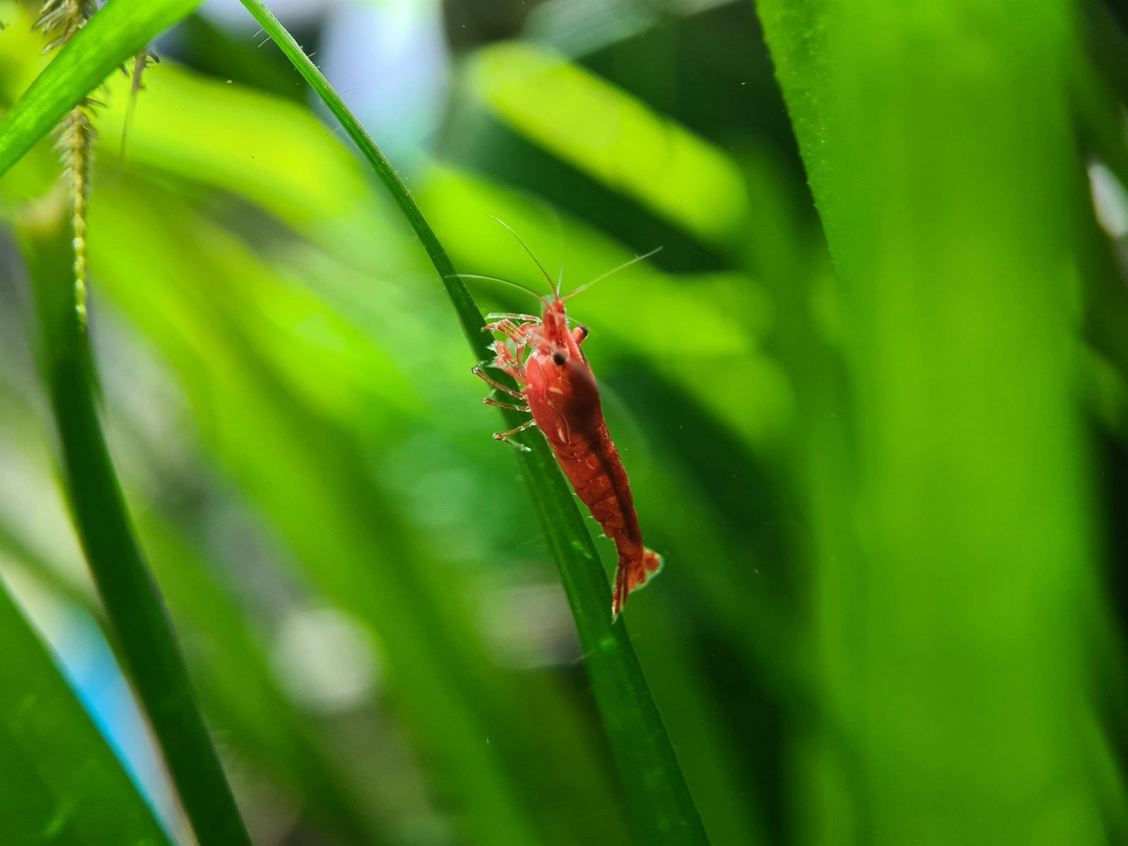 Rød kirsebærreke (Neocaridina) på en plante
