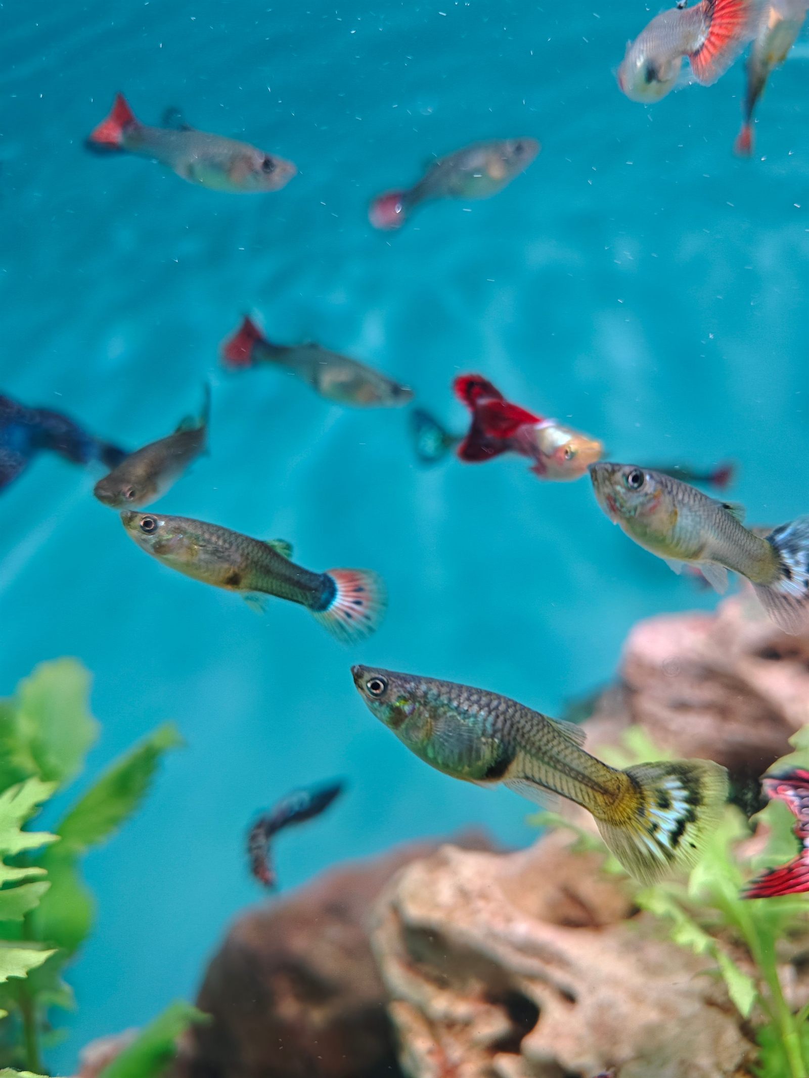 Fargerike guppyer