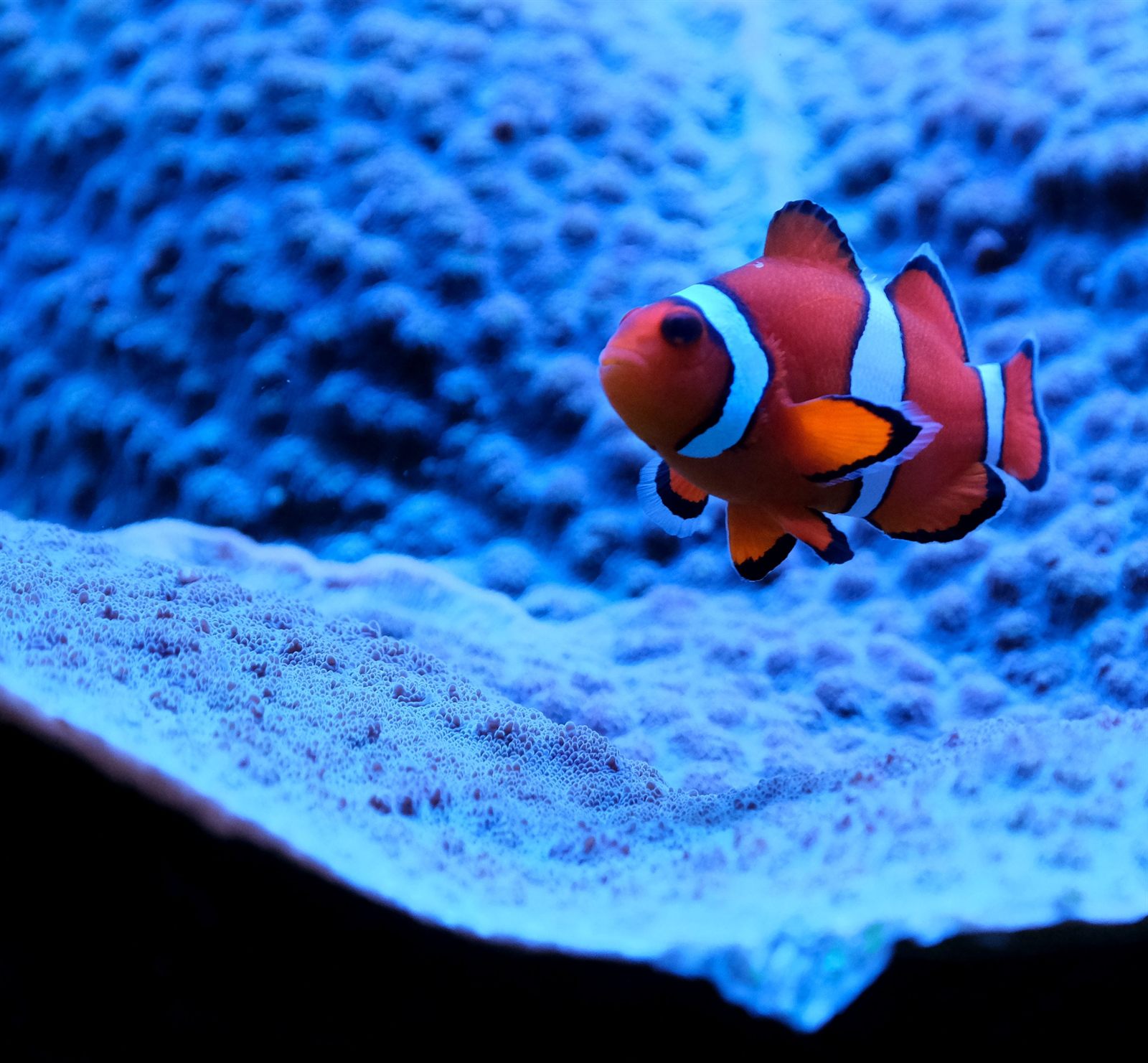 Klovnefisk (Amphiprion ocellaris) i akvarium