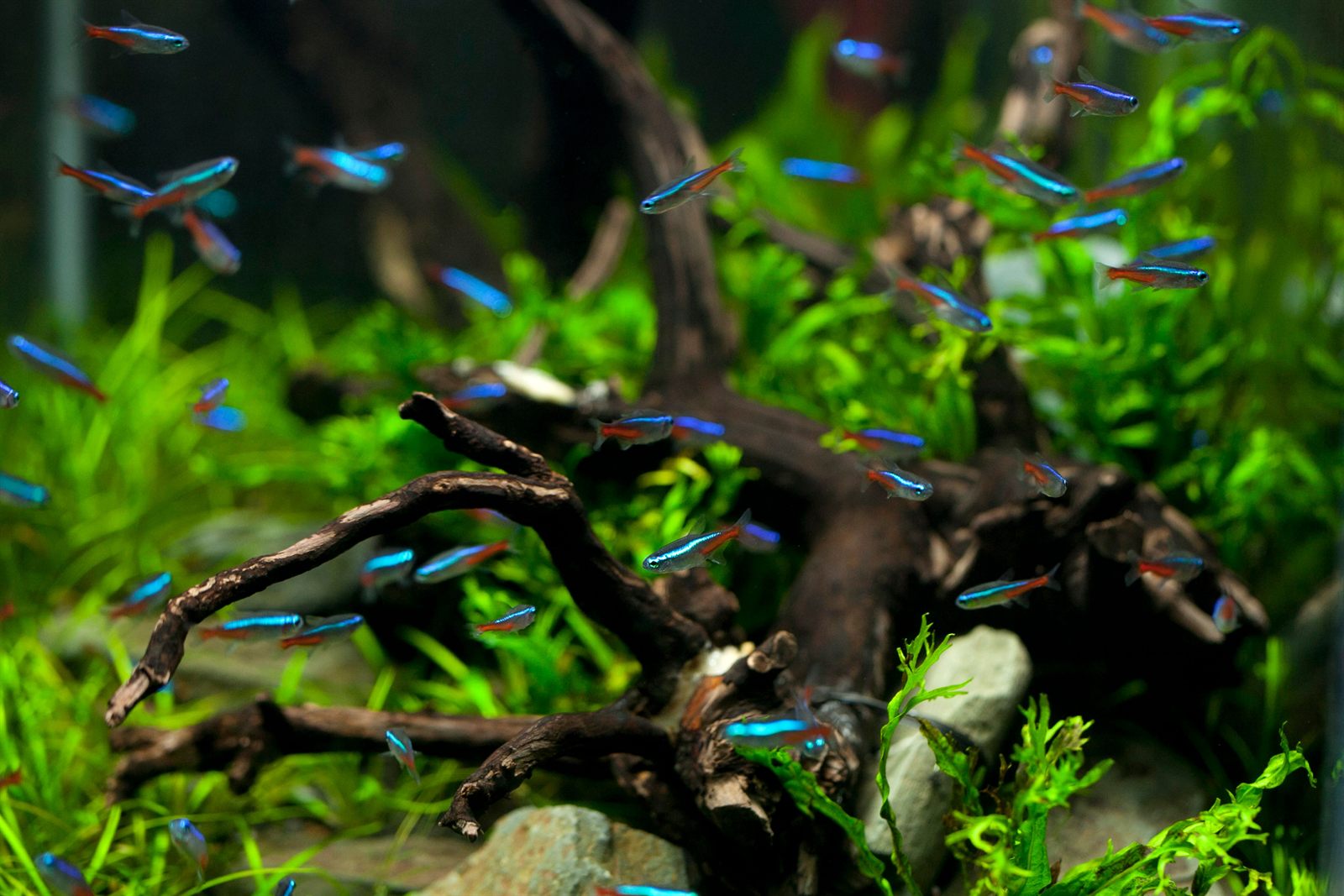 Neontetra i stim ved drivved