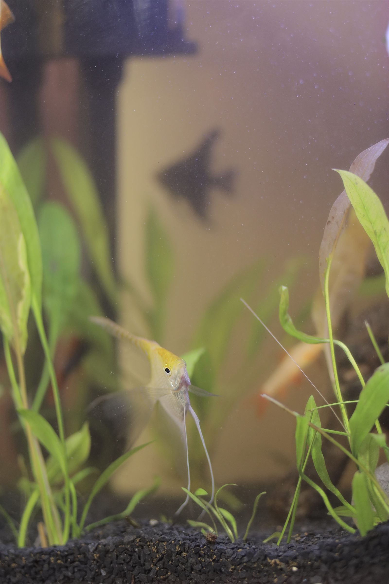 Skalar (Pterophyllum scalare) i planteakvarium